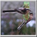 Aegithalos caudatus - Schwanzmeise 06.jpg